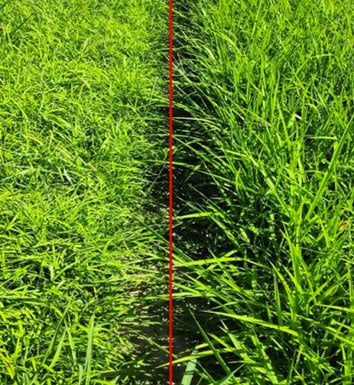 Comparison panicum maximum with siambasa grass