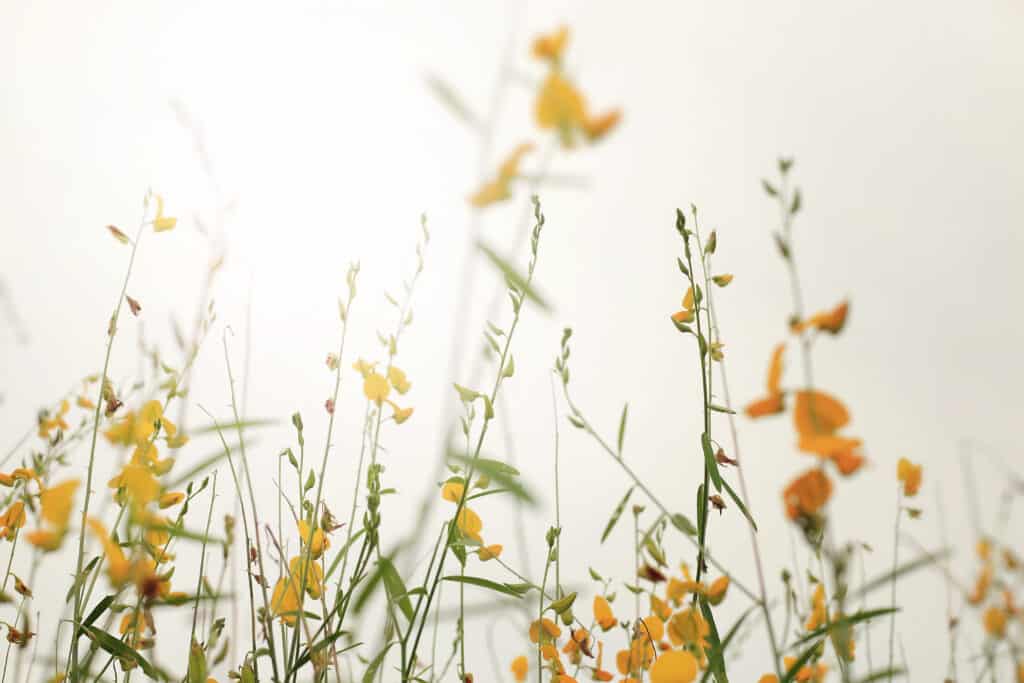 Nematodes controlled with crotalaria juncea