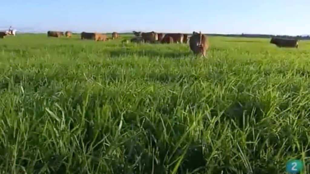 Características de pasto Siambasa