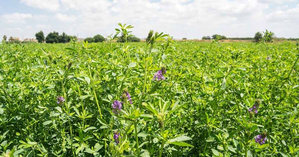 Alfalfa, flowering sativa medicage