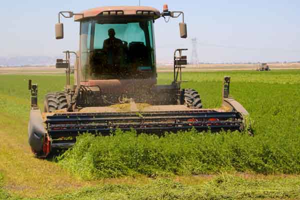 ESSEEDS - cultivo de la alfalfa - Cultivo de alfalfa: La guía completa con todo lo que necesita saber 1