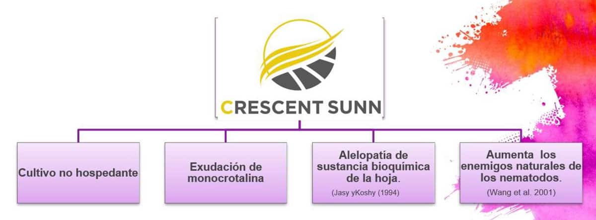 ESSEEDS - crescent sunn esseds - ما هو التبخير الحيوي؟ 2