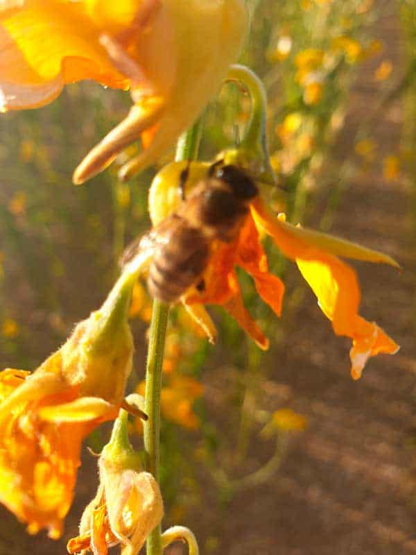 fauna auxiliar abejas